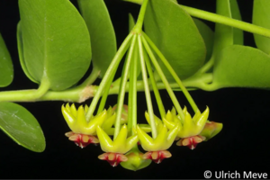 Wachsblume (Hoya cumingiana)