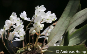 Neu entdeckte Orchideenart Rhipidoglossum pareense: Charakteristisch sind ihre zahlreichen glitzernden, vergleichsweise kleinen Blüten