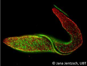 Erreger der Afrikanischen Schlafkrankheit: Trypanosoma brucei