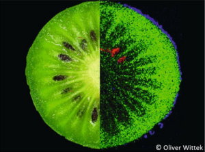 Inhaltsstoffe einer Kiwi in einer MS-Bildgebung