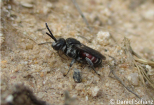 Große Sandgängerbiene, Ammobates punctatus