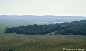 Grenze zwischen Wald und Savanne in Afrika