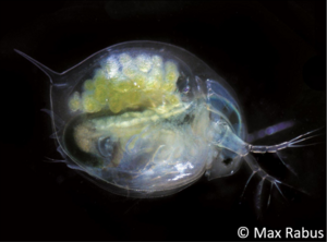 Mikroskopische Aufnahme : Großer Wasserfloh (Daphnia magna)