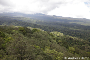 Waldgürtel am Fuß des Kilimanjaro