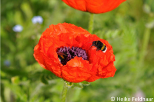 Dunkle Erdhummel (Bombus terrestris)