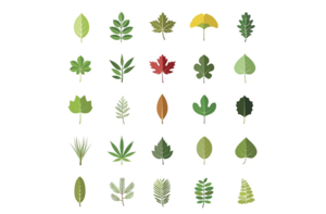 Neues Wissen zur Bedeutung von Baumblättern für die CO2-Speicherung.