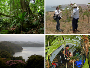 Eindrücke zur Forschung im Bereich der funktionellen und tropischen Pflanzenökologie