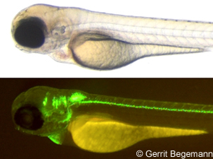 Drei Tage alte Larve eines genetisch veränderten Zebrabärlings