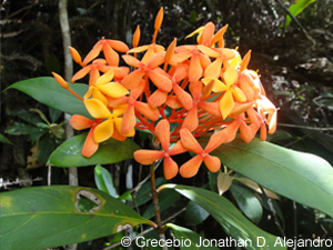 Ixora javanica ist eine tropische Zierpflanze