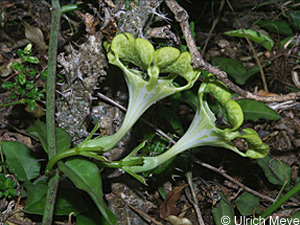 Fallschirm-Leuchterblume am Erdboden unter einem Strauch