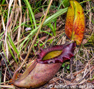 Kannenpflanze der Gattung Nepenthes auf der Insel Borneo
