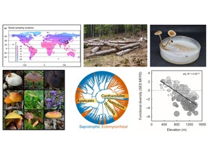 Forschungsaktivitäten im Bereich der Ökologie der Pilze