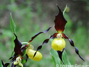 Bild der einheimischen Orchideenart namens Frauenschuh